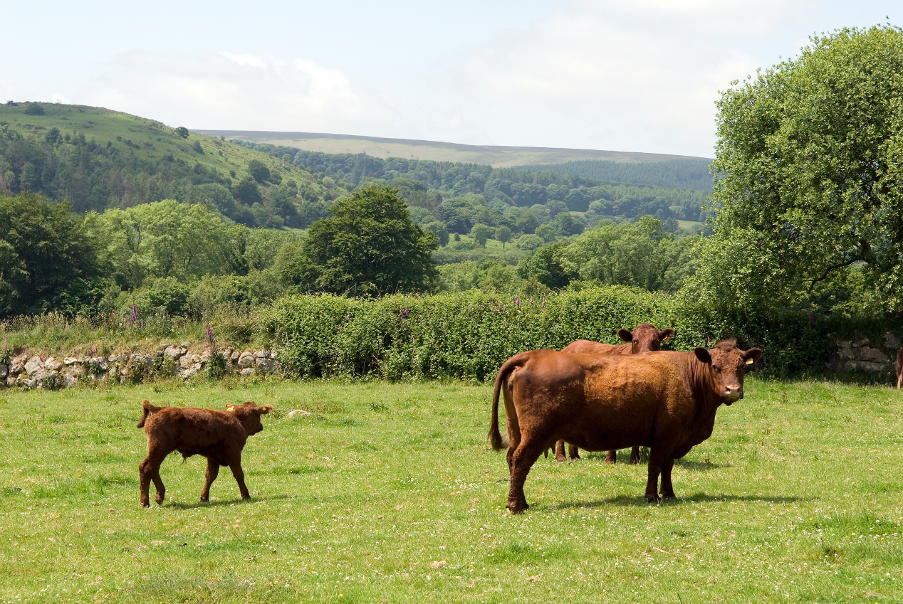 Western Rural Services Succession Planning - West Country Rural